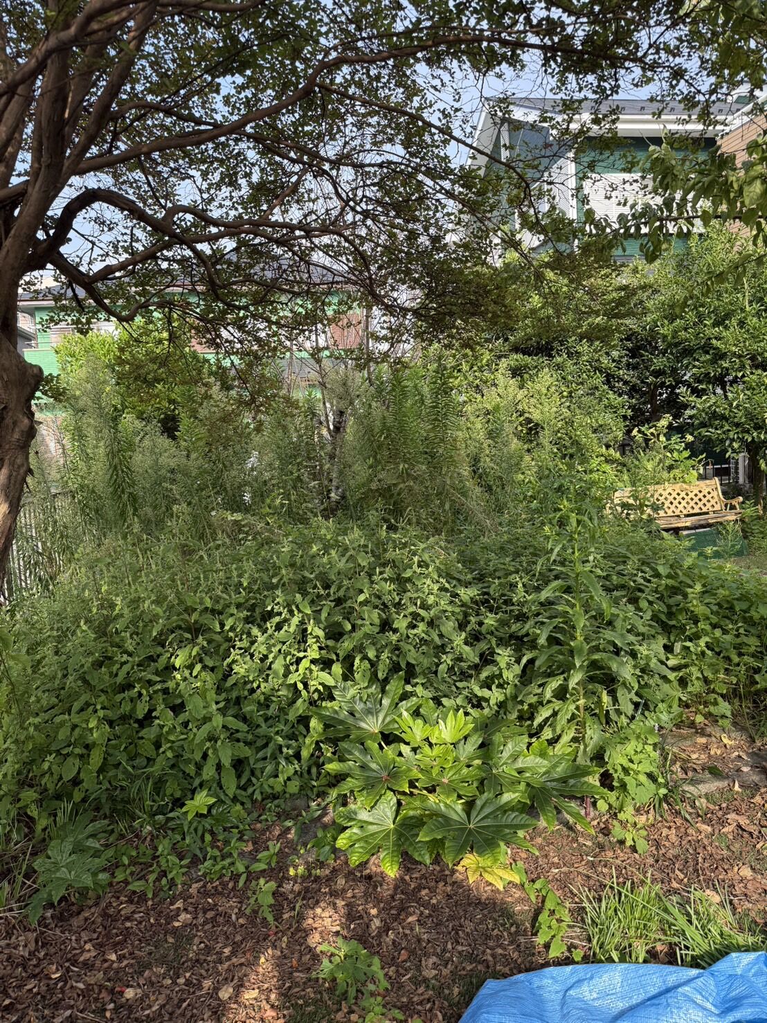 草刈り