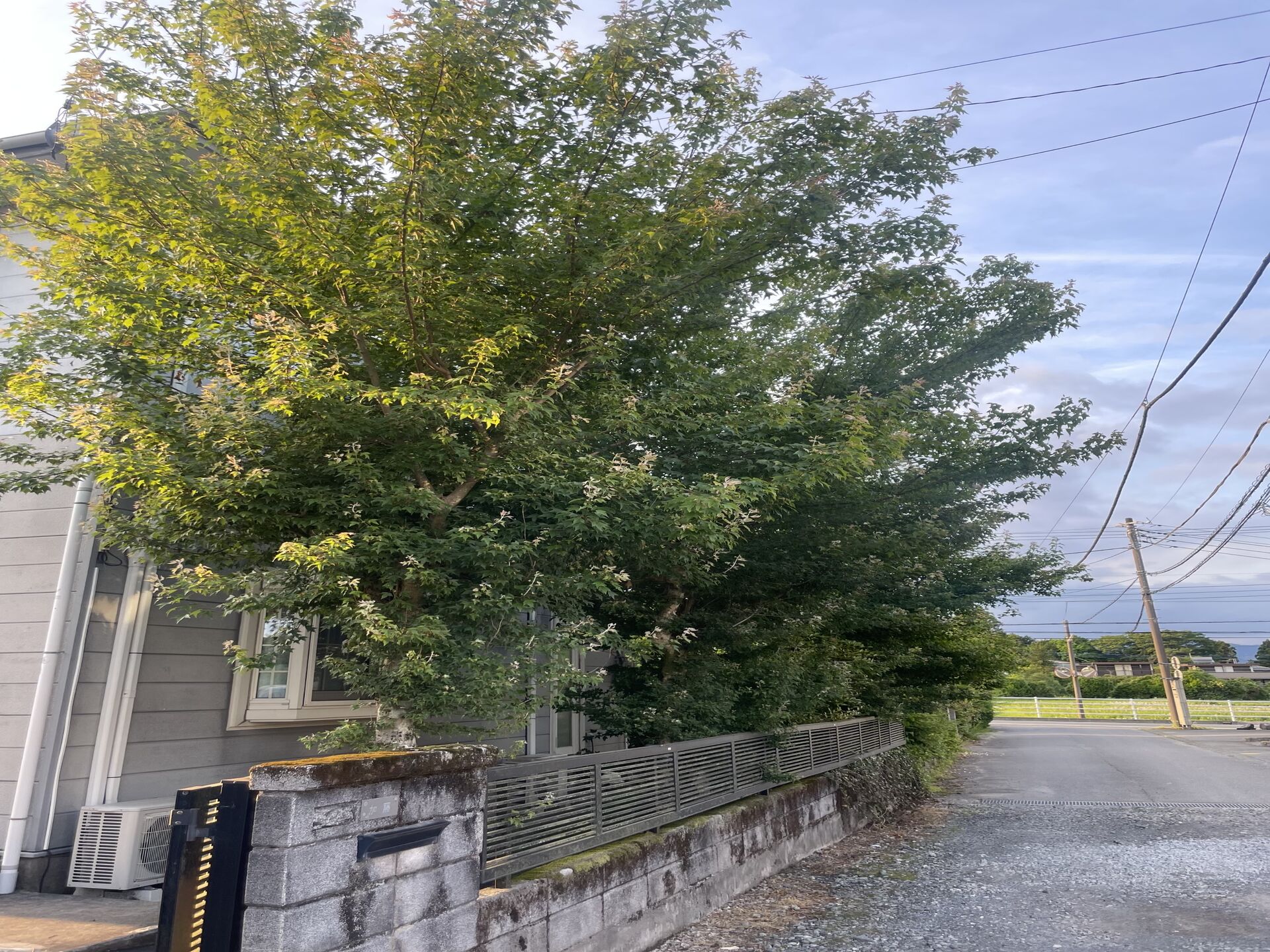 御殿場市での伐採のご依頼