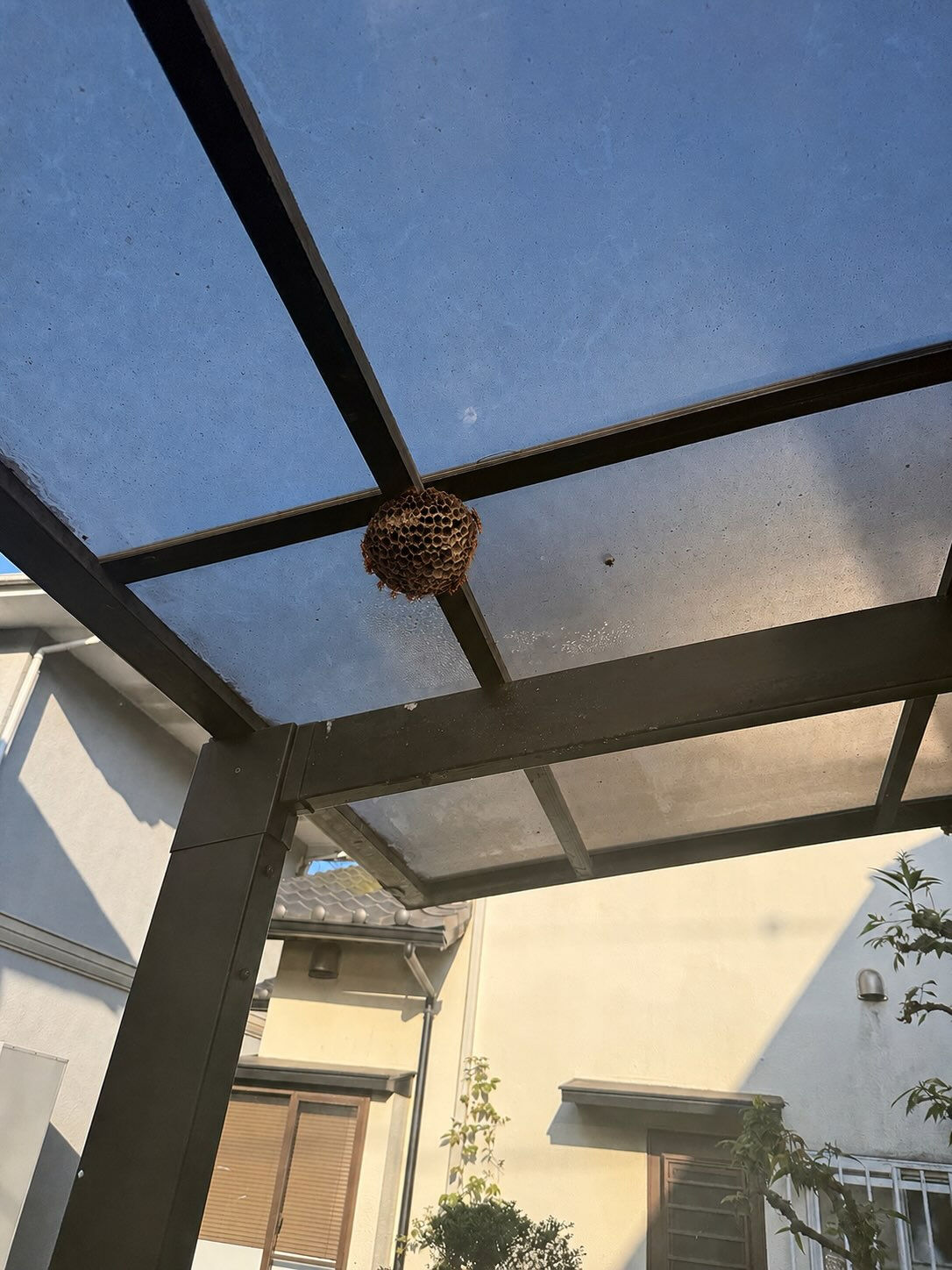 清水区にて蜂の巣駆除のご依頼頂きました