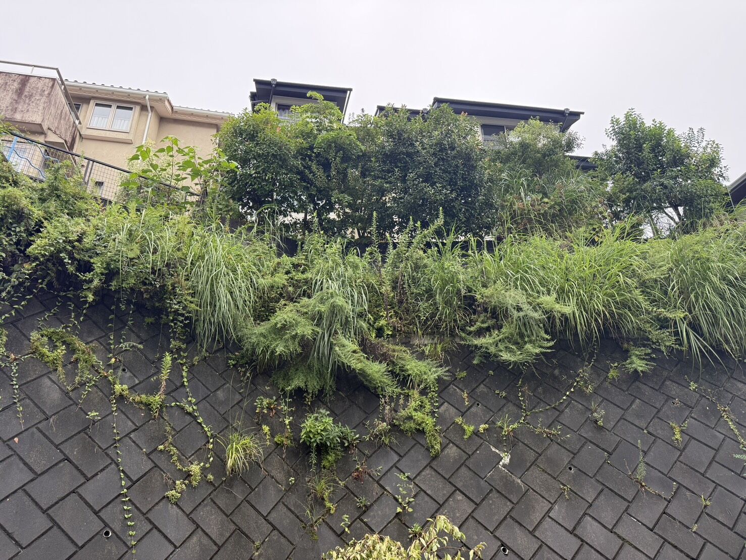 三島市】伸び放題になった斜面の草刈り・植栽整備を行いました！