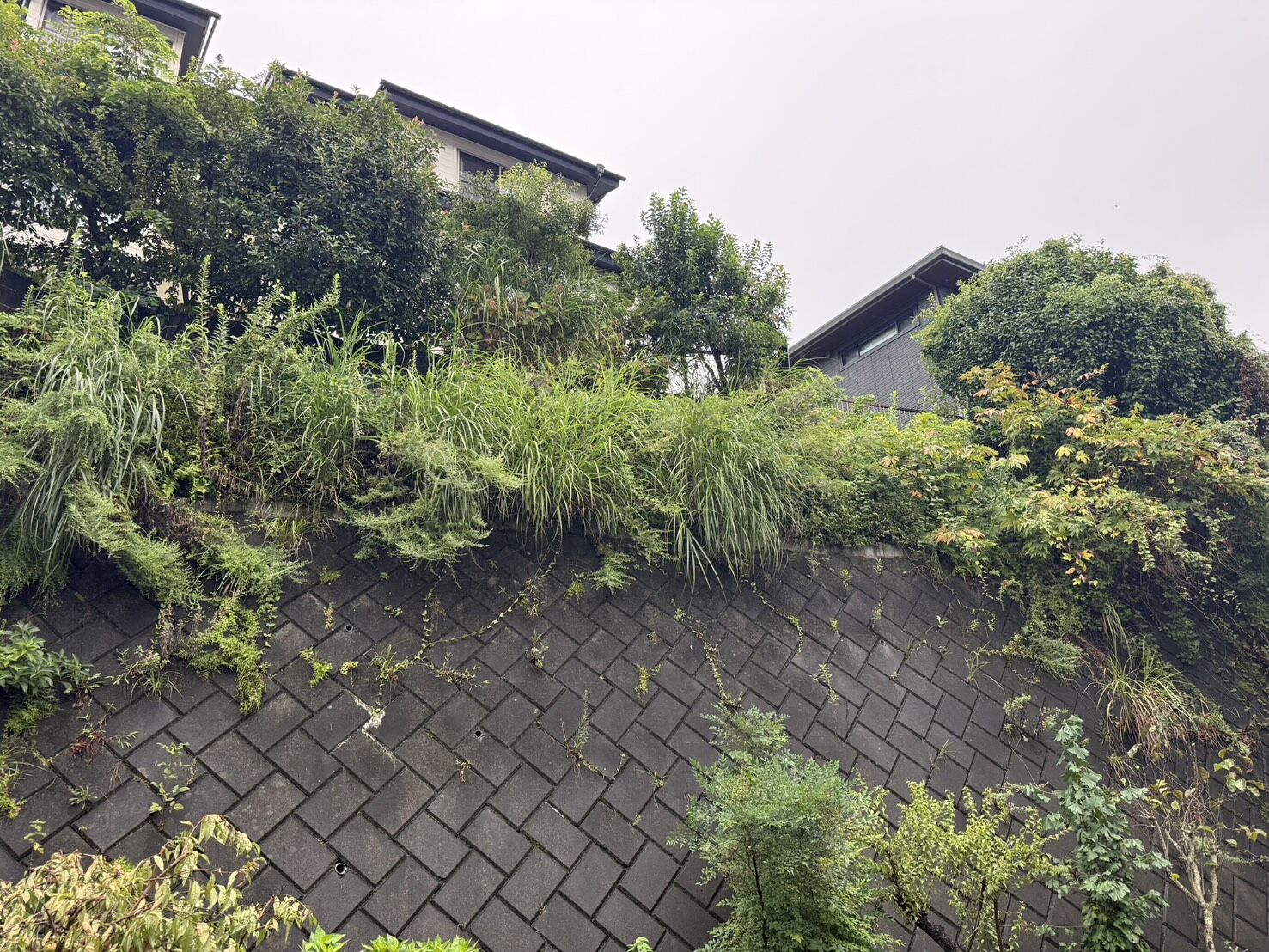 三島市】伸び放題になった斜面の草刈り・植栽整備を行いました！