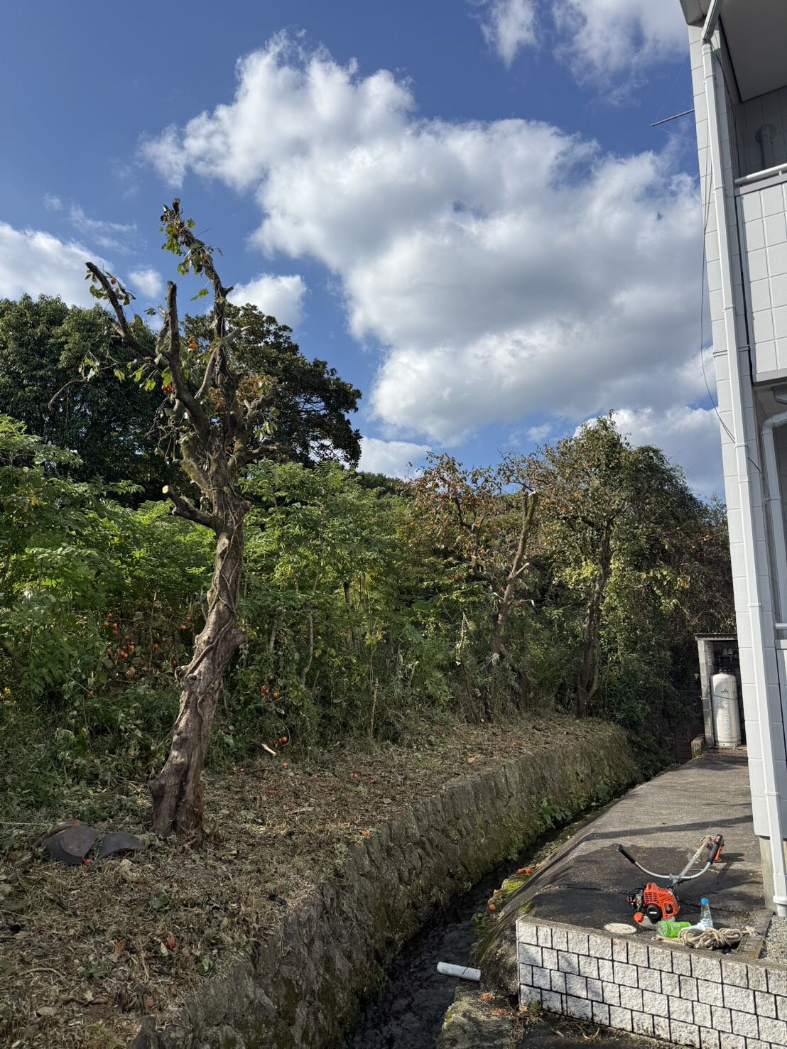裾野市桃園で草刈り、枝打ち作業