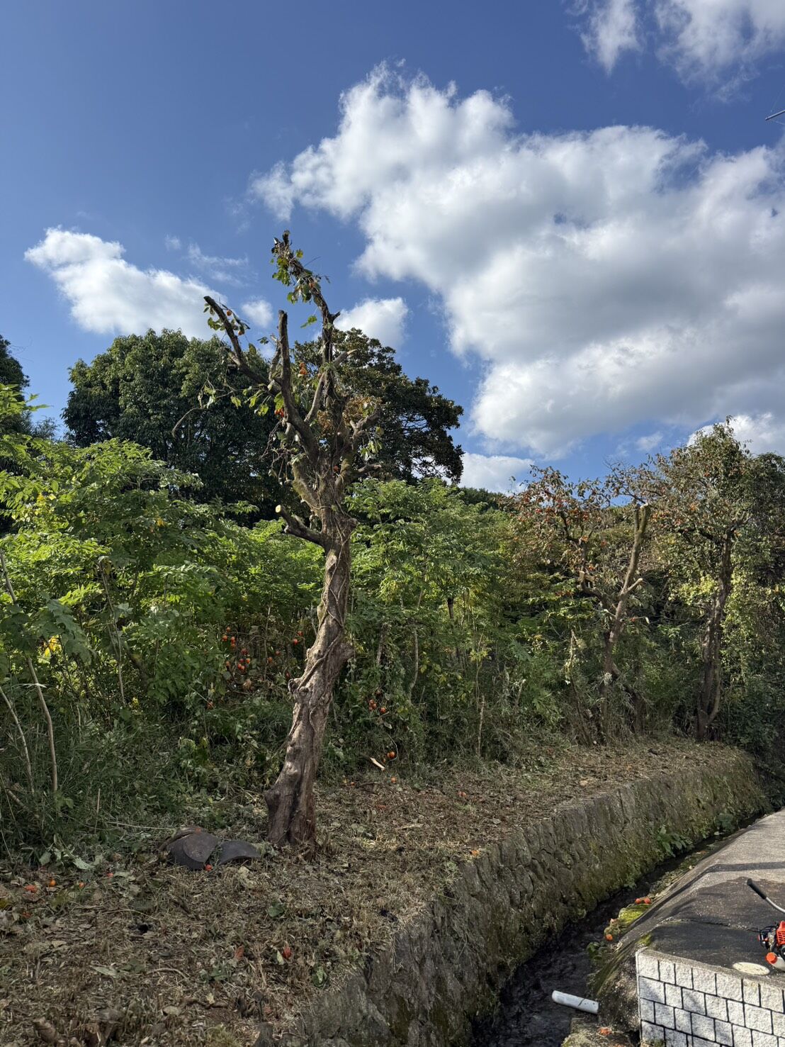 裾野市桃園で草刈り、枝打ち作業