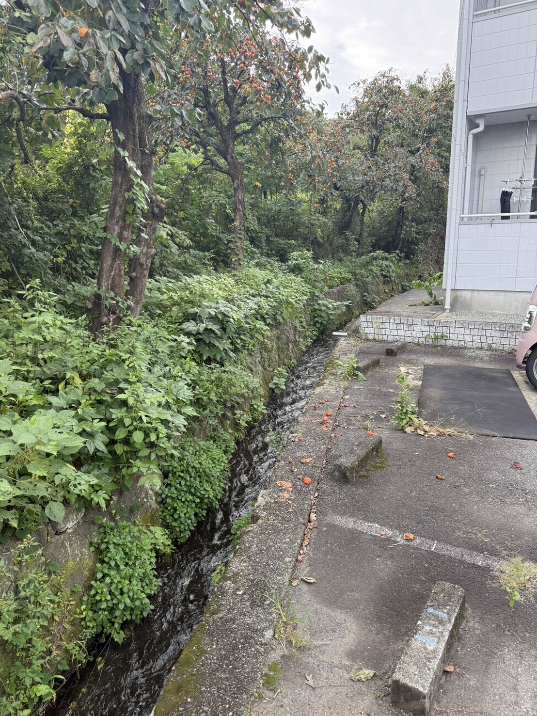 裾野市桃園で草刈り、枝打ち作業