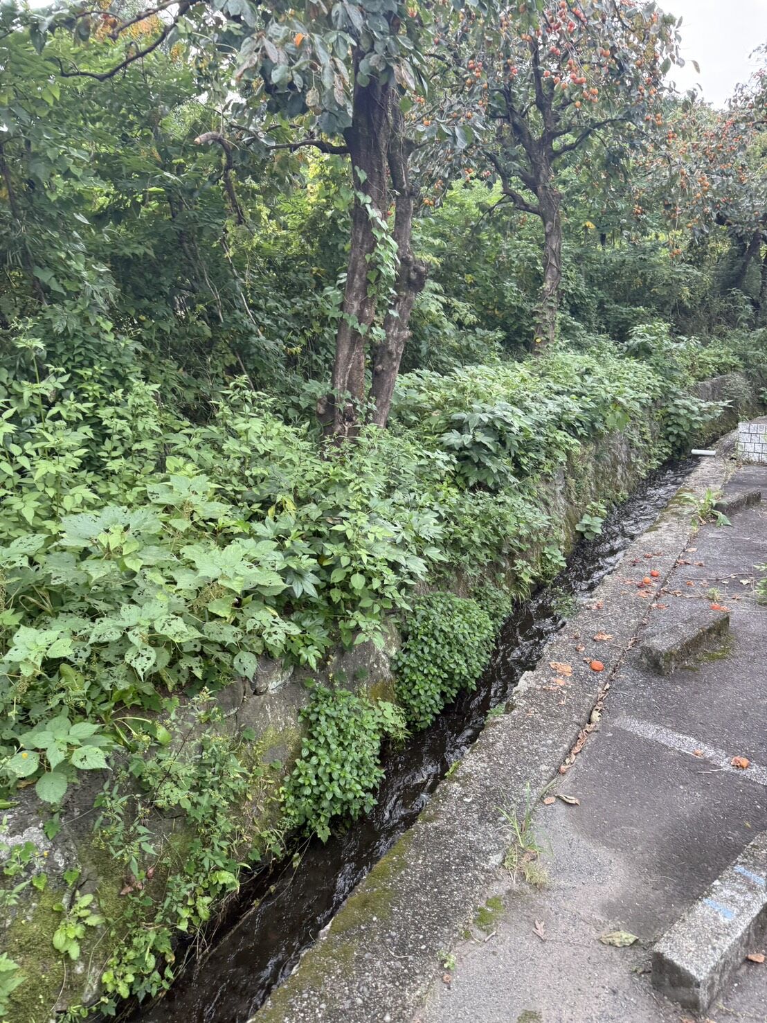 裾野市桃園で草刈り、枝打ち作業